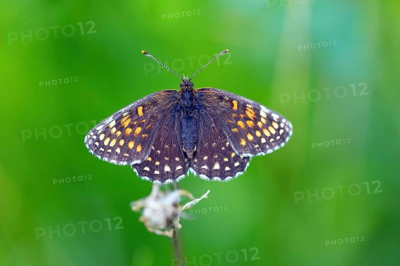 Valerian Fritillary, Silver Fritillary, (Melitaea diamina), butterfly, butterfly family, butterflies, insect, insects, close-up, macro photograph, Black Forest, Feldberg region, Baden-W¸rttemberg, Germany