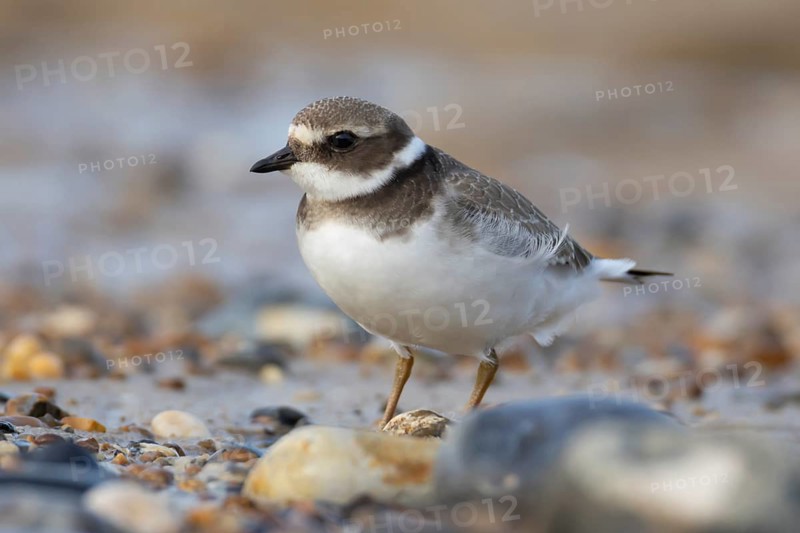 Ringed plover (Charadrius hiaticula) juvenile young wading bird on a beach, Norfolk, England, United Kingdom