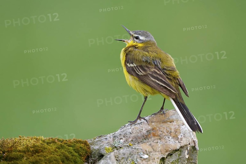 Western Yellow Wagtail (Motacilla flava) male singing, North Rhine-Westphalia, Germany