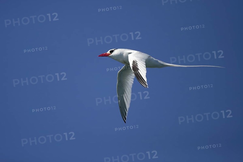 Red-billed Tropicbird (Phaethon aethereus) flying, Bahia, Brazil