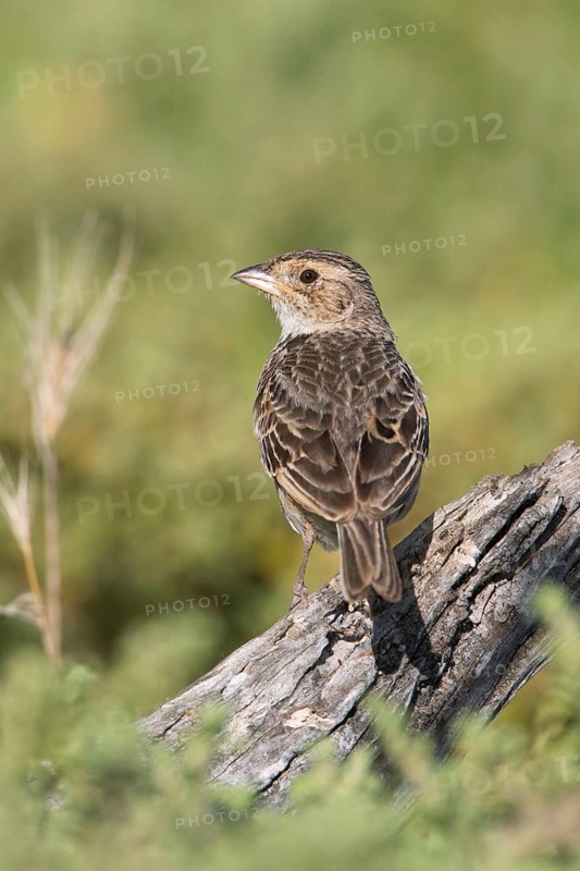 Horsfield's Bush Lark (Mirafra javanica) perched on a branch, Victoria, Australia