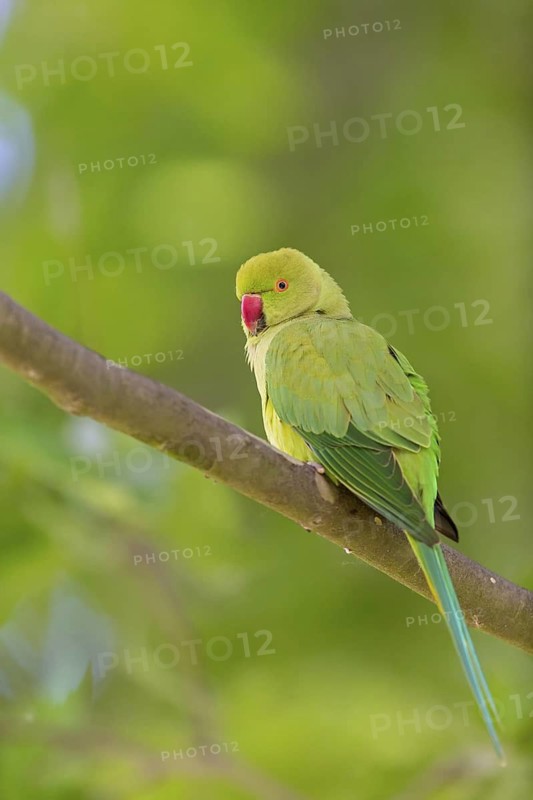 Collared Parakeet, Small Alexander Parakeet, (Psittacula krameri), Old World Parrot family, Animals, Birds, Parrot species, Mannheim, Baden-Württemberg, Federal Republic of Germany