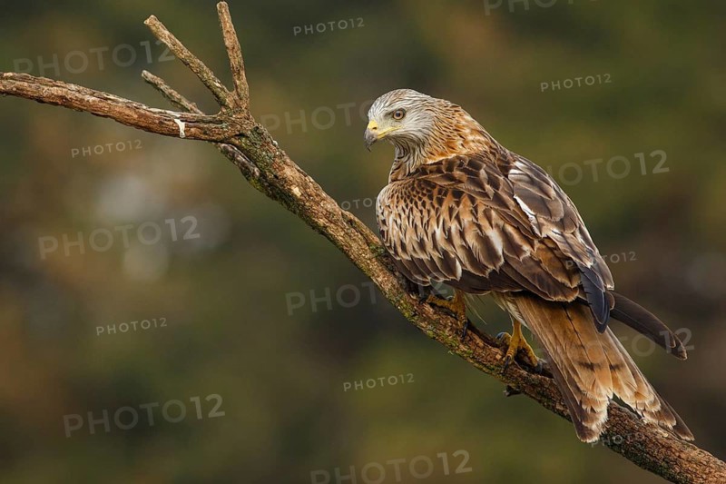 Red Kite (Milvus milvus), perched on a branch, Catile and Leon, Spain
