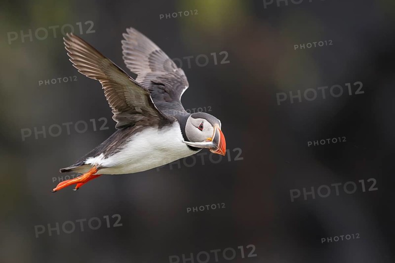 Atlantic Puffin (Fratercula arctica) flying with sandeel in beak, Iceland