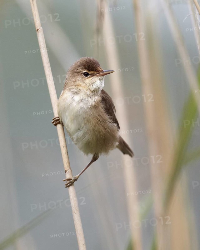 Eurasian Reed Warbler (Acrocephalus scirpaceus), Mecklenburg-Western Pomerania, Germany
