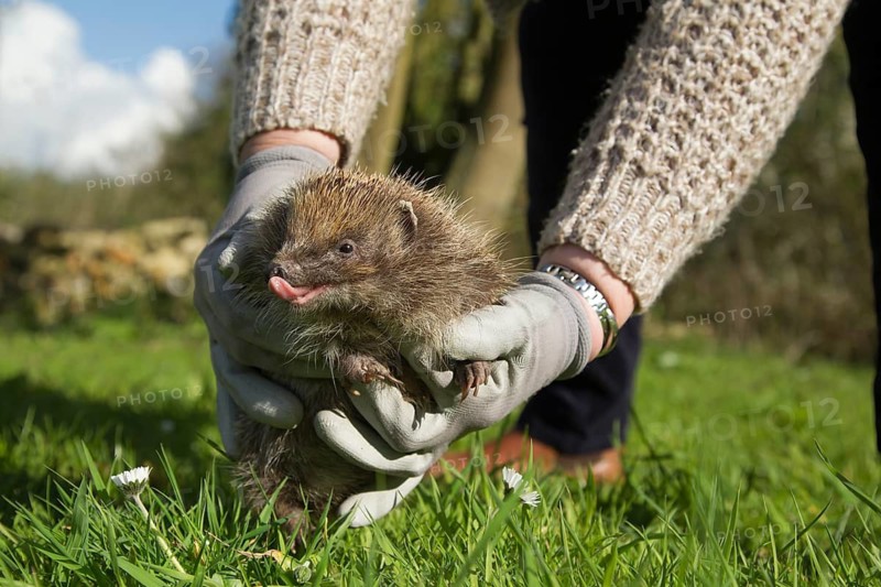 European hedgehog (Erinaceus europaeus) adult animal being held by a person as its being released back into the wild from an animal rescue centre, England, United Kingdom