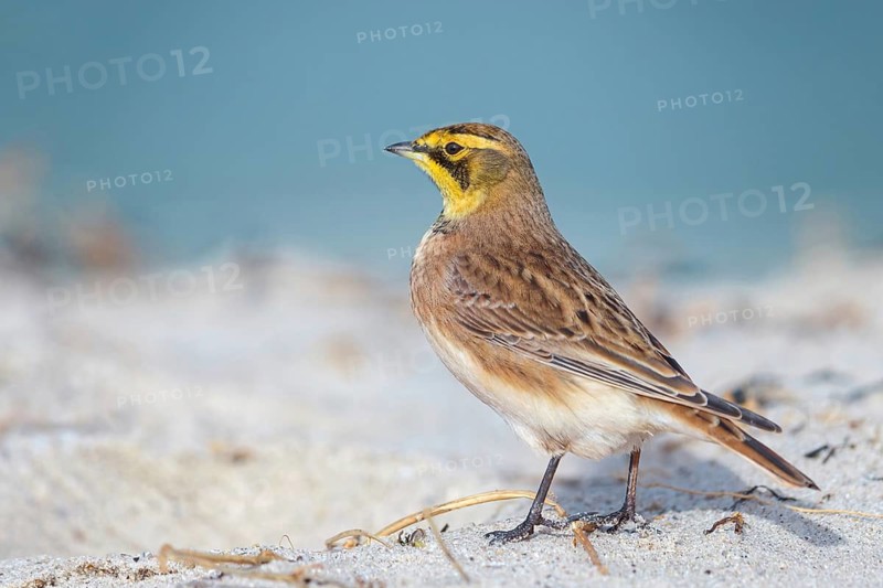 Horned Lark, (Eremophila alpestris), songbird, walking on the beach, Helgoland Island, Helgoland, Schleswig-Holstein, Germany