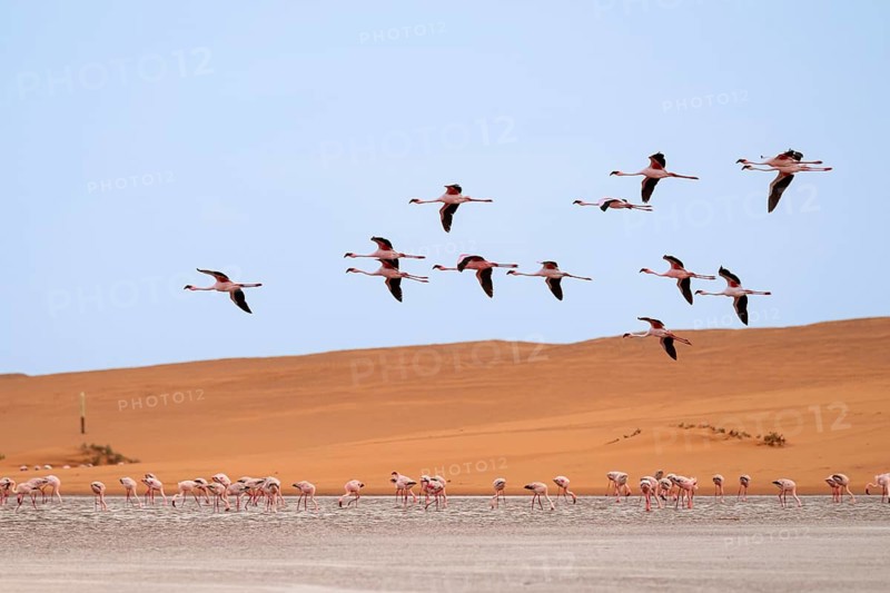 Lesser Flamingos (Phoeniconaias minor) in flight in front of the Namib Desert with lagoon, Walfish Bay, Erongo, Namibia