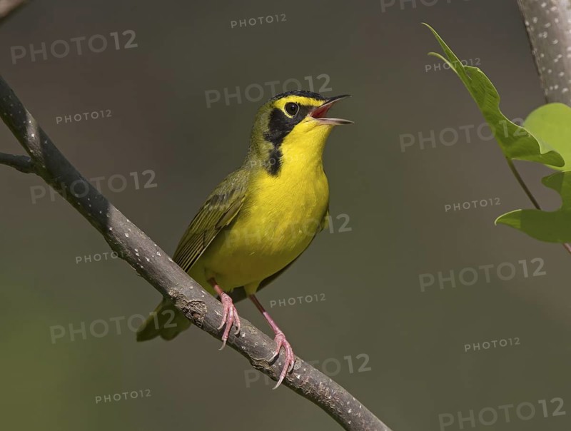 USA, OH. May, male
