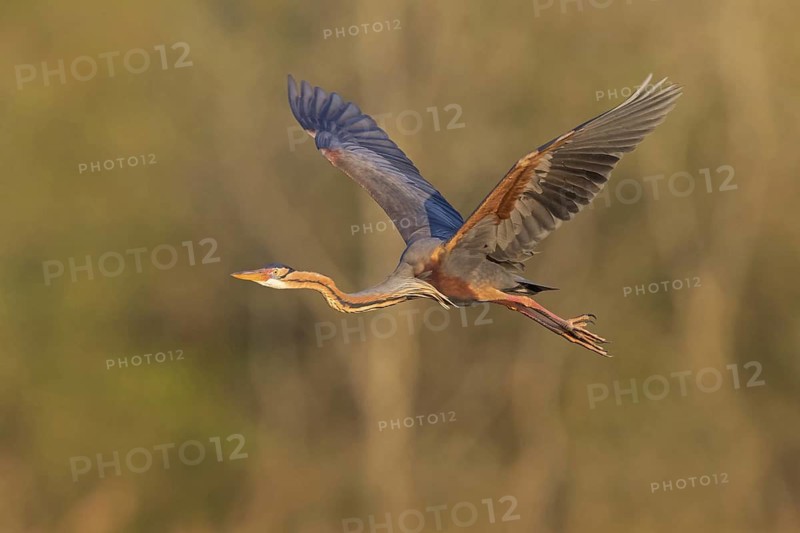 Purple Heron, (Ardea purpurea), animals, birds, heron family, flight photo, side view, Wagbach Lowlands, Everglades National Park, Florida, USA