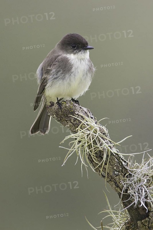 Eastern Phoebe (Sayornis phoebe), Texas, USA