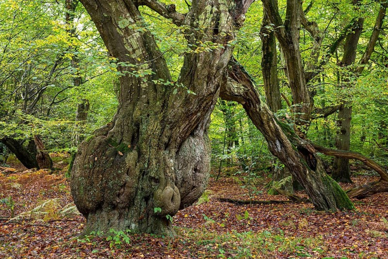 Old, gnarled trees in the Urwald Baumweg nature reserve in autumn, Emstek, Lower Saxony, Germany