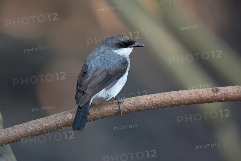 Mangrove Robin (Peneoenanthe pulverulenta leucura), Queensland, Australia