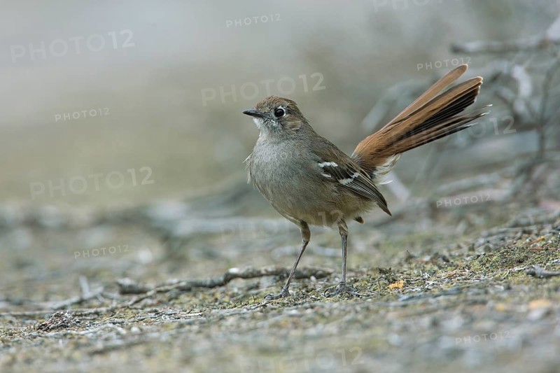 Southern Scrub Robin (Drymodes brunneopygia) perched on the ground, South Australia, Australia