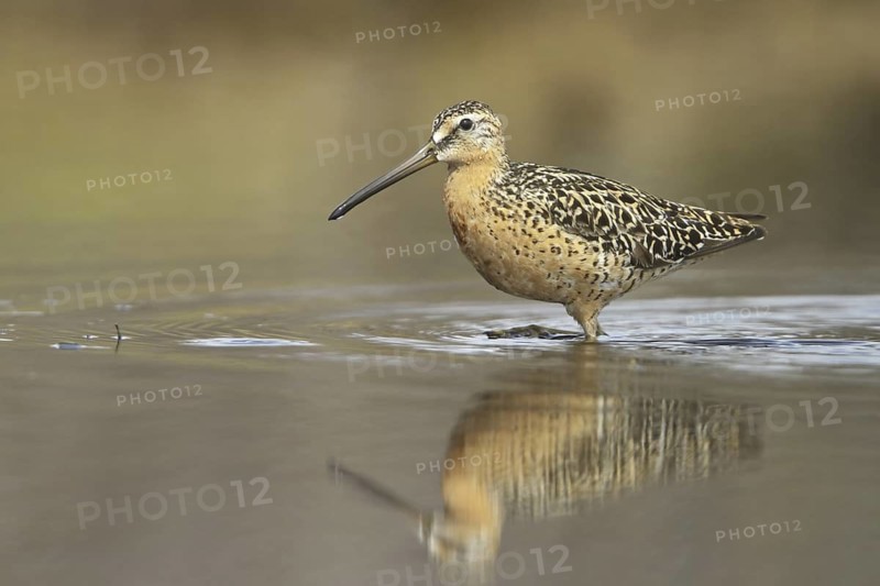 Short-billed Dowitcher (Limnodromus griseus), Manitoba, Canada
