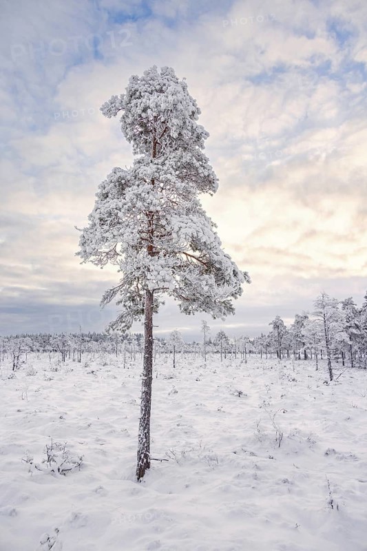 Pine tree on a bog landscape with frost and snow a cold winter day, Sweden
