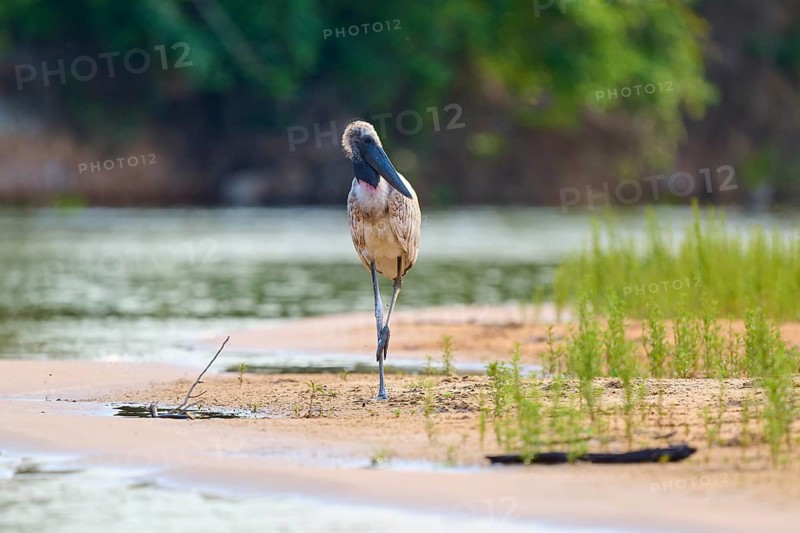 A bird balancing on one leg on the natural shore of a calm lake, surrounded by grass and trees, juvenile, Jabiru (Jabiru mycteria), Pantanal, Mato Grosso, Brazil