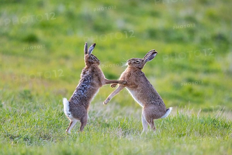 European hare (Lepus europaeus) Mating season Germany