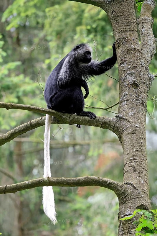 White-bearded snub-nosed monkey (Colobus polykomos), adult, sitting, on tree, foraging, alert