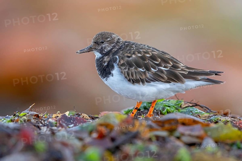 Turnstone, (Arenaria interpres), Animals, Birds, Snipe family, Heligoland, Schleswig-Holstein, Germany