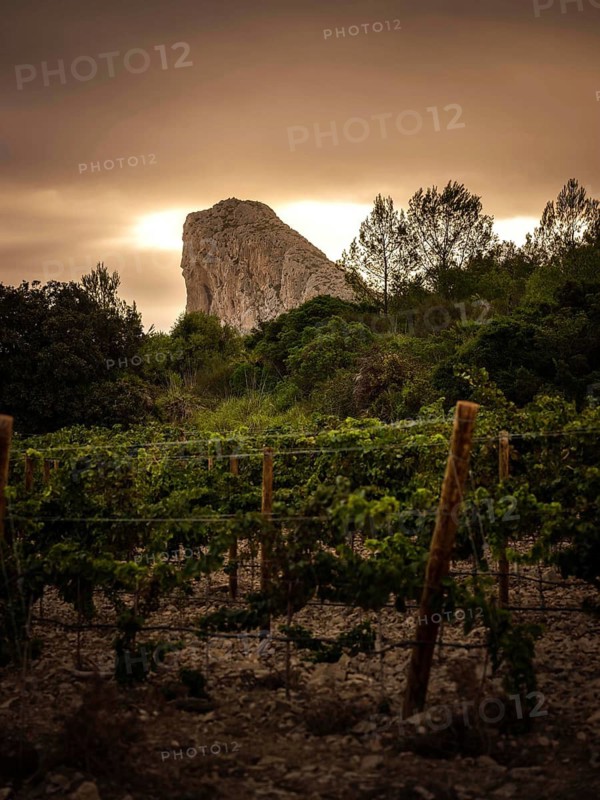 A stunning view of Mallorca's lush vineyards at sunset, with a spectacular mountainous backdrop. The scene captures the serene beauty of Spain's wine region