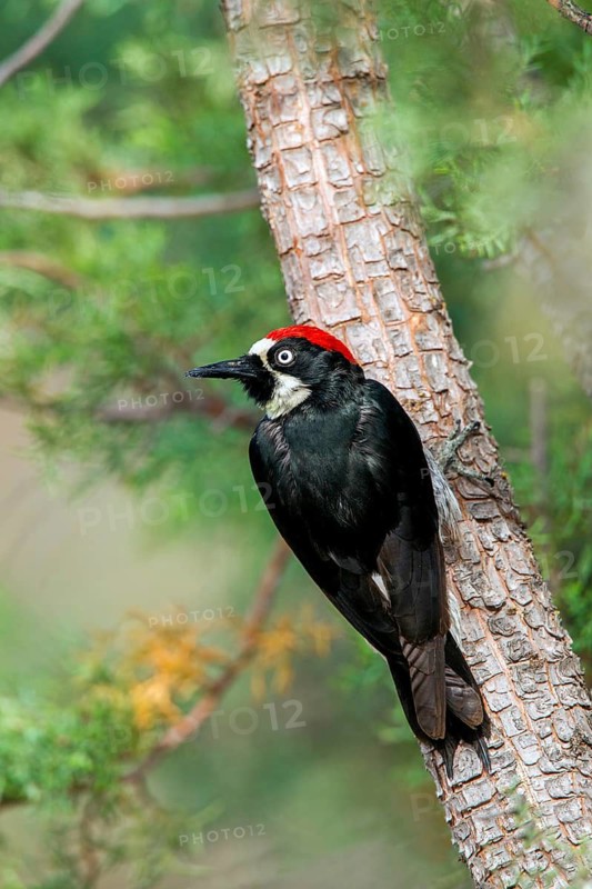 Acorn Woodpecker Melanerpes formicivorus Santa Rita Mountains, Santa Cruz County, Arizona, United States 14 May Adult Male on Alligator Bark Juniper (Juniperus deppeana). Picidae