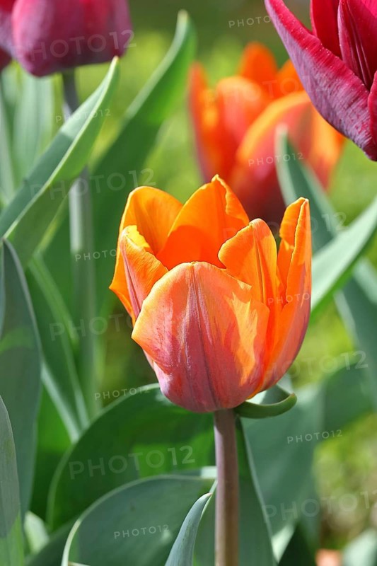 Tulip (Tulipa), flower orange colour in a flower bed Wilnsdorf, North Rhine-Westphalia, Germany