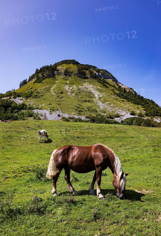 Horses on the Genneralm with Holzeck, Osterhorn group, Salzkammergut, Salzburg province, Austria
