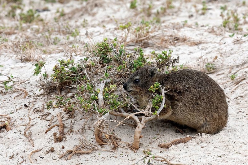 Rock hyrax (Procavia capensis), adult, beach, foraging, alert, Boulders Beach, Simon's Town, Western Cape, South Africa