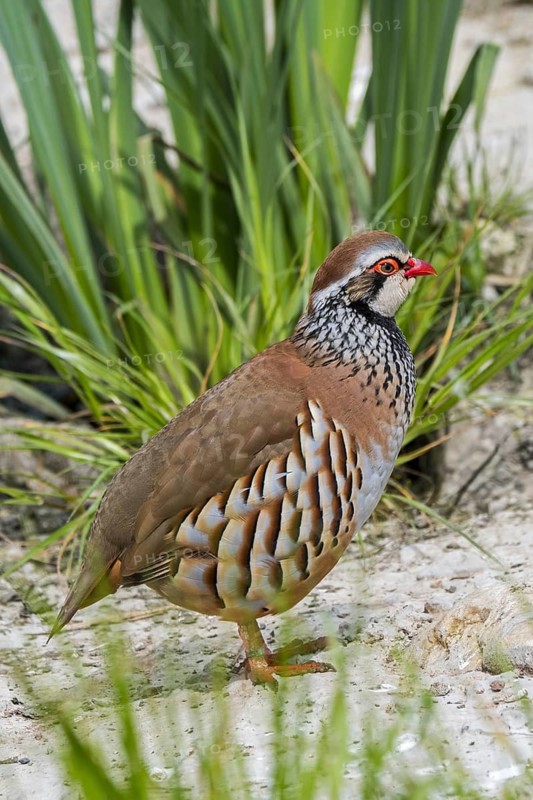 Red-legged partridge (Alectoris rufa), French partridge gamebird, game bird native to France, Spain and Portugal