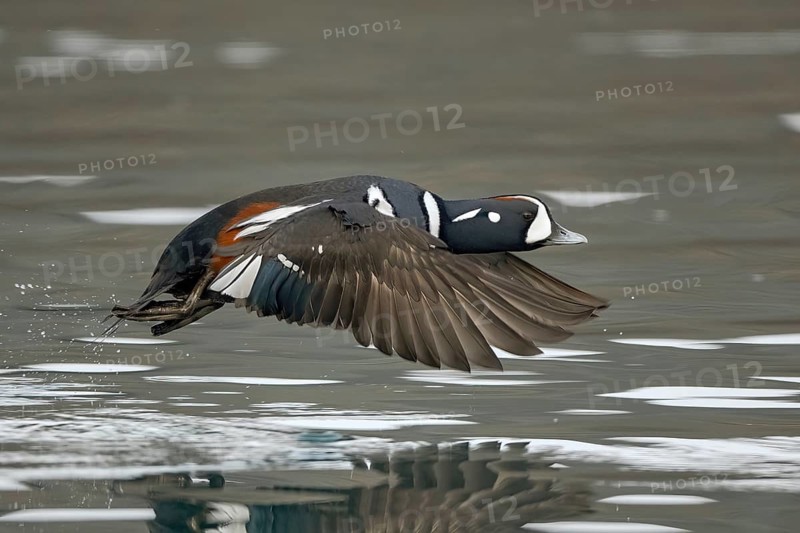 Harlequin Duck (Histrionicus histrionicus) male flying, Alaska, USA