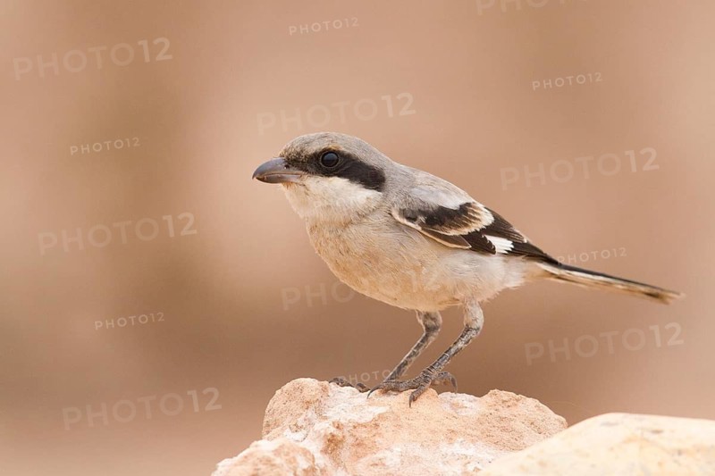 Great Grey Shrike (Lanius excubitor) male, Morocco