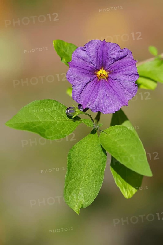Gentian bush or potato tree (Lycianthes rantonnetii)