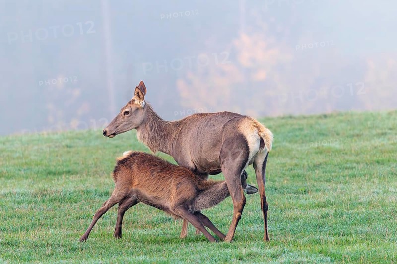 A female Altai maral (Cervus canadensis sibiricus) suckles her calf in a meadow in the cool first light of day