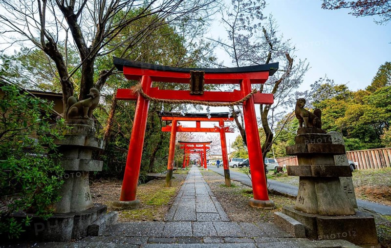 Blooming cherry trees, red torii gates at Takenaka-Inari-Jinja Shrine, Kyoto, Japan