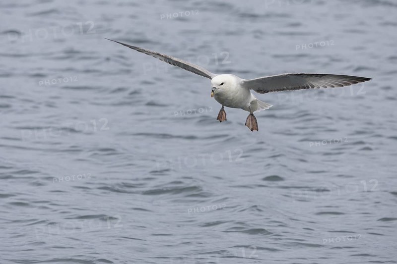 Northern fulmar (Fulmarus glacialis), in flight over the sea, Iceland