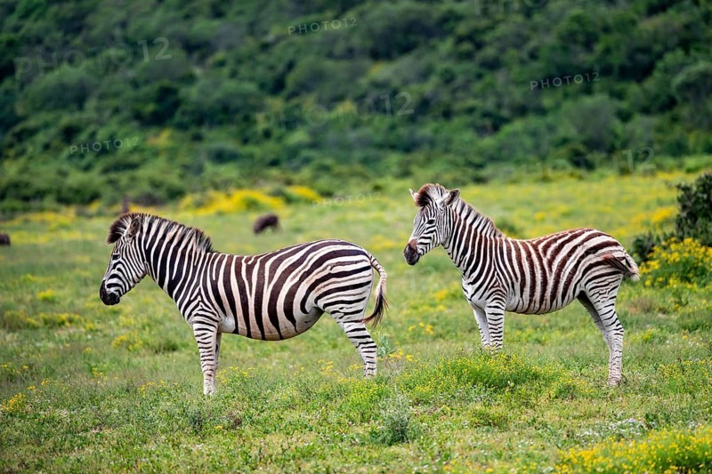 Two Burchell's zebra (Equus quagga burchelli), Addo Elephant National Park, Eastern Cape, South Africa