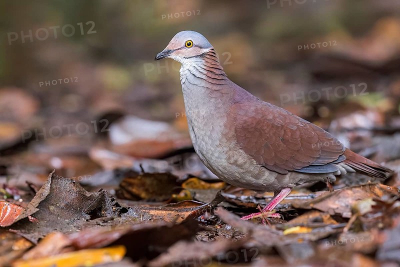 White-throated Quail-Dove (Geotrygon frenata) feeding on the forest floor in Colombia, South America