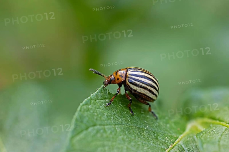 Colorado potato beetle (Leptinotarsa decemlineata), animals, insects, beetle, leaf beetle, pest, Colorado potato beetle, potato plant, Baden-Württemberg, Federal Republic of Germany