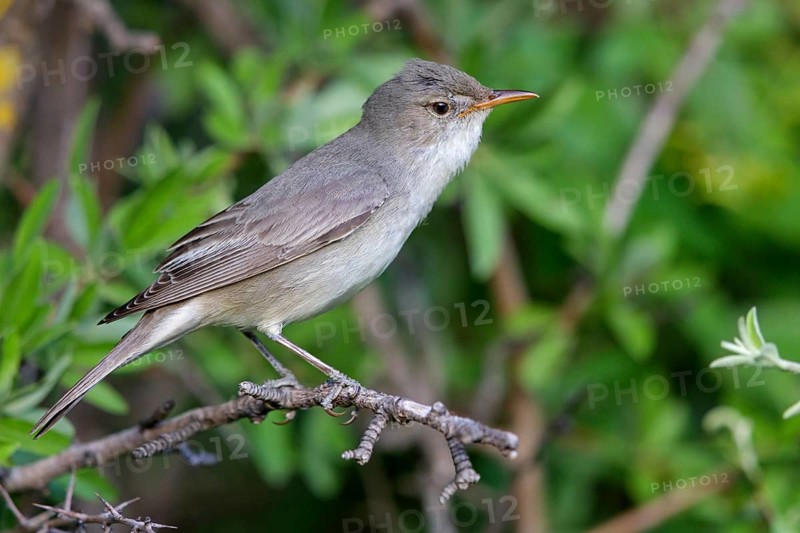Olive warbler, (Hippolais olivetorum), animal, animals, bird, birds, perch, biotope, habitat, foraging, songbird Lesvos, Greece