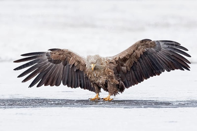 White-tailed Eagle (Haliaeetus albicilla) adult on ice, Poland