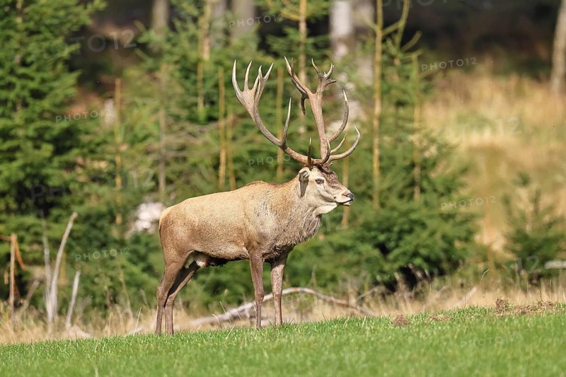 Red deer (Cervus elaphus) during the rutting season, capital stag in a forest clearing, wildlife, autumn, Sauerland, North Rhine-Westphalia, Germany