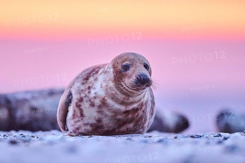 Grey seal (Halichoerus grypus) lying on the beach at sunset, Düne, Helgoland, Schleswig-Holstein, Germany