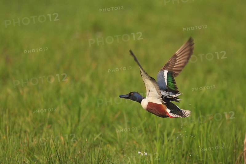 Northern Shoveler (Spatula clypeata) male flying, Netherlands