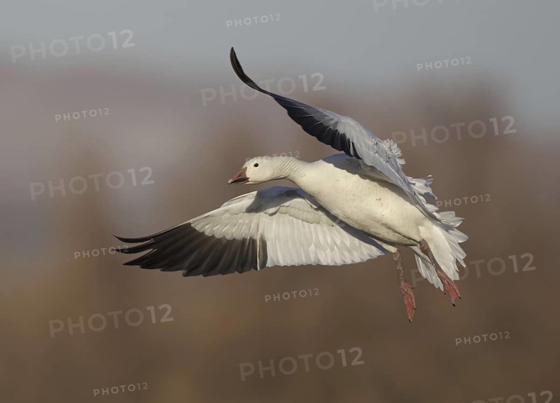 Snow Goose (Anser caerulescens) flying, New Mexico, USA