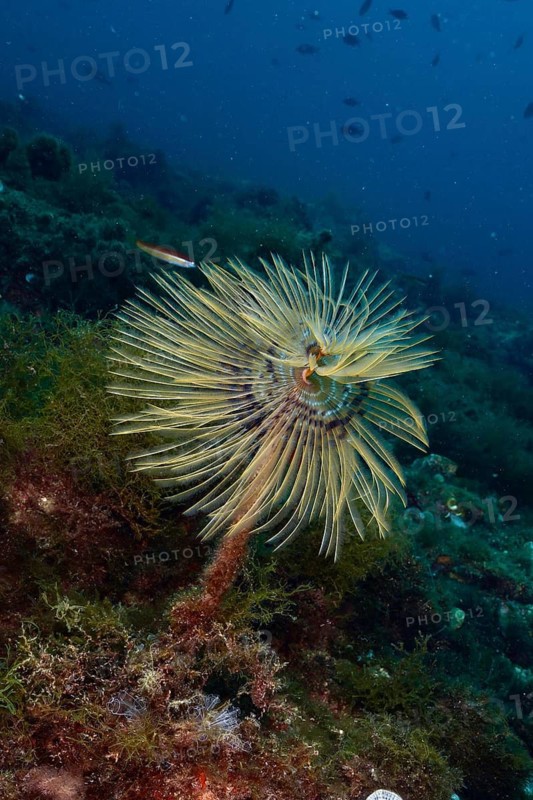Mediterranean fanworm (Sabella spallanzanii) in its natural underwater environment. Dive site Marine reserve Cap de Creus, Rosas, Costa Brava, Spain, Mediterranean Sea