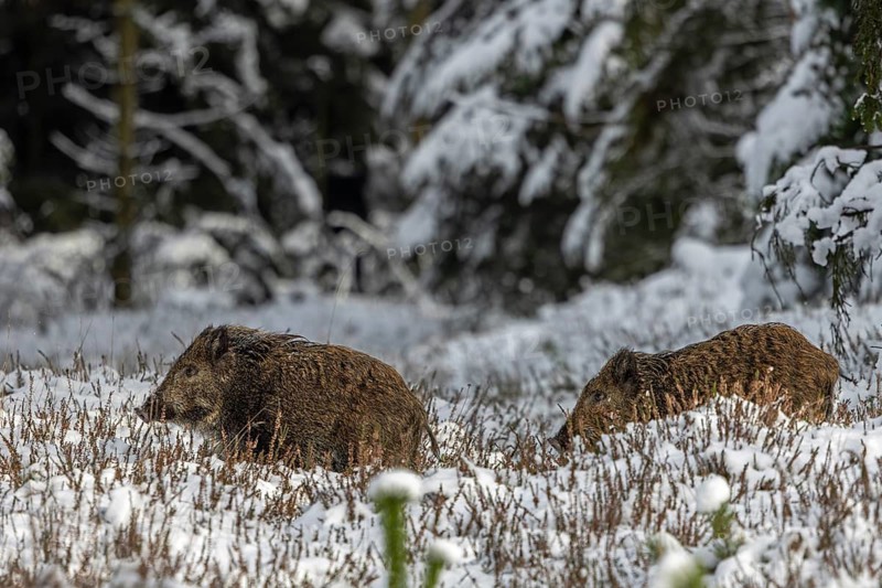 Two wild boar piglets (Sus scrofa) follow their mother a few minutes apart, winter, snow, cold, animal children, sweet, cute, November, Denmark