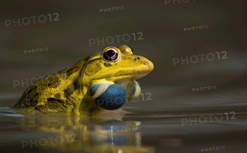 Indian bullfrog (Hoplobatrachus tigerinus) with inflated blue vocal sac, sreepur, Gazipur, bangladesh
