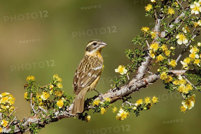 Black-headed Grosbeak Pheucticus melanocephalus Madera Canyon, Santa Cruz County, Arizona, United States 18 May Adult Female Fringillidae