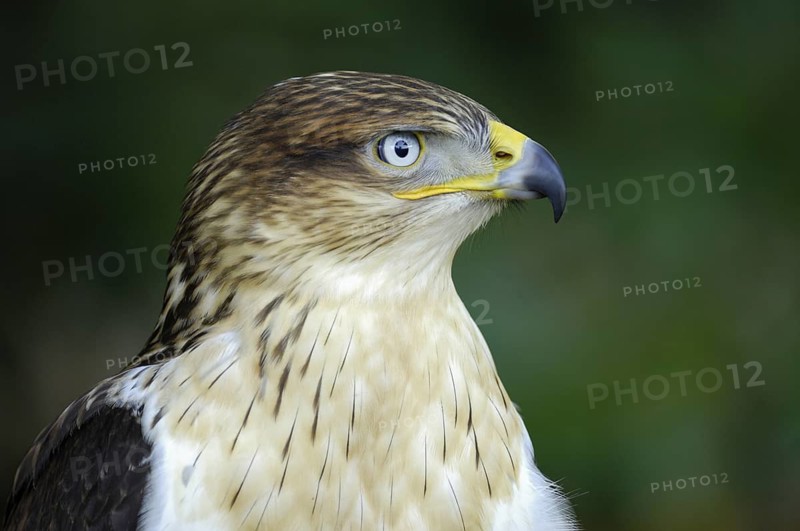 Koenigsbussard (Buteo regalis), Portrait, Jungvogel, captive, Heimat: halbtrockene und trockene offene Landschaften im Westen der USA und in Südkanada, Oktober, Deutschland